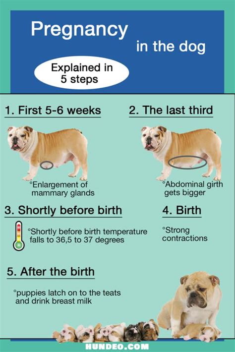 Canine gestation