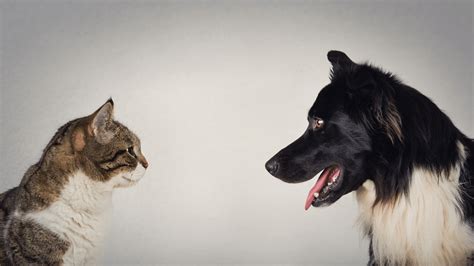 Canine vs. Feline: The Eternal Debate