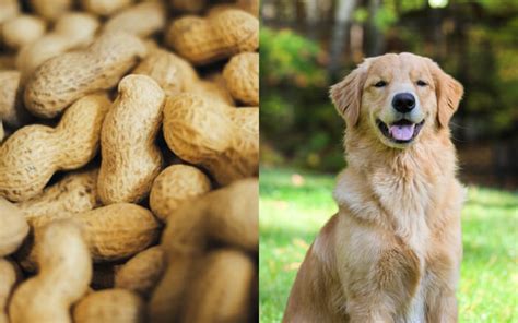 Canines and Peanuts: A Comprehensive Guide to Peanut Consumption for Dogs