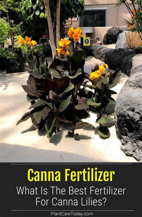 Canna Fertilizer: Unlock Maximum Plant Health