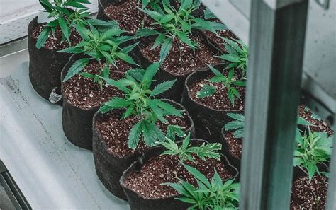 Cannabis A Beginner s Guide to Growing Marijuana Doc
