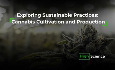 Cannabis Cultivation and Production