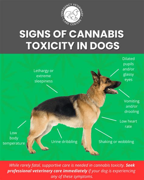 Cannabis Toxicity in Dogs: Beware of the 10,000-Patient Phenomenon