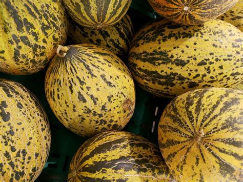 Cantaloupe Fertilizer 101: A Comprehensive Guide to Maximizing Growth and Yield