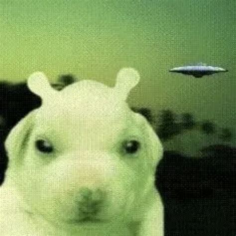 Cap Dog Meme: The Intergalactic Sensation That's Capturing the Internet