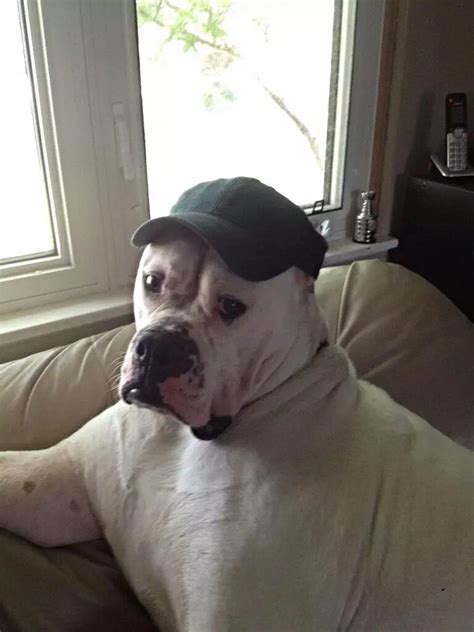 Cap Dog Meme: The Internet's Latest Social Media Sensation