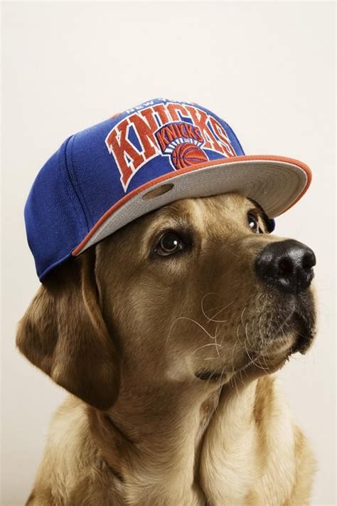 Cap Dog Meme: The Ultimate Guide to Canine Headwear