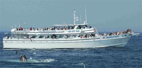 Cape Ann Whale Watch Gloucester MA: Experience the Magic of Marine Life