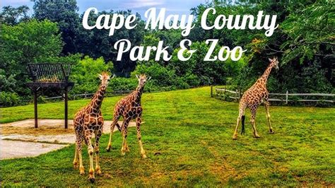 Cape May County Zoo Employment: Your Guide to a Rewarding Career