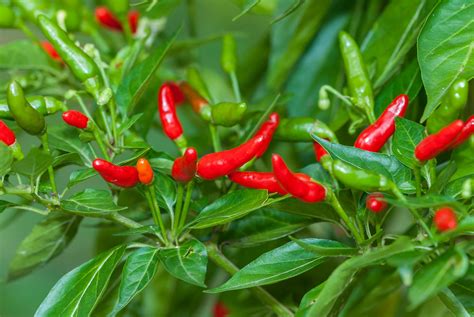 Capsicum frutescens