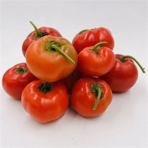 Capsicum pubescens Rocoto