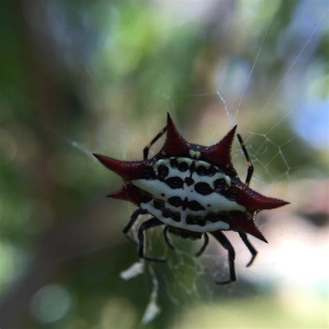 Captivating Close-Ups of Orb Spiders