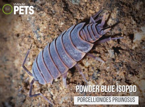 Captivating Creations: Exploring the Enchanting World of Powder Blue Isopods