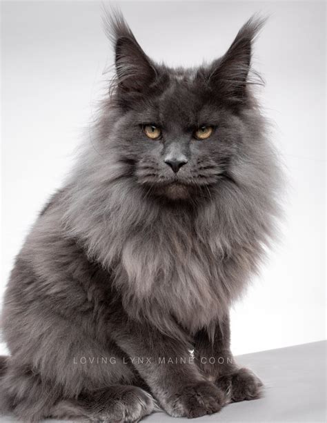 Captivating Maine Coons for Sale: A Journey to Find Your Feline Companion