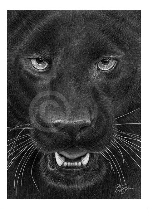 Captivating Rainforest Black Panther Drawing: A Journey into the Wild