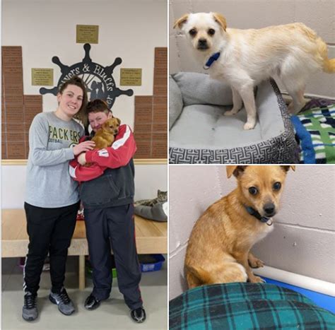 Capture the Moment: Rivers and Bluffs Animal Shelter Photos That Melt Hearts