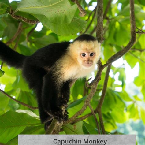 Capuchin Monkey Supplies: A Comprehensive Guide for Captive Care