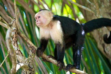 Capuchin Monkeys Doc