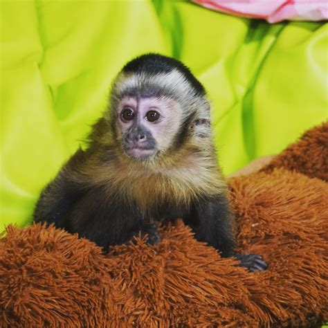 Capuchin Monkeys for Sale: Everything You Need to Know