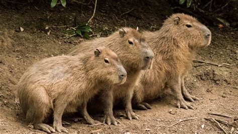 Capybara: The Majestic Pokémon of Swamps and Rivers