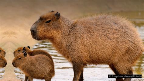 Capybara Purchase: Everything You Need to Know Before Bringing Home the World's Largest Rodent