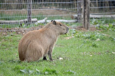 Capybara Purchase: The Ultimate 2023 Guide