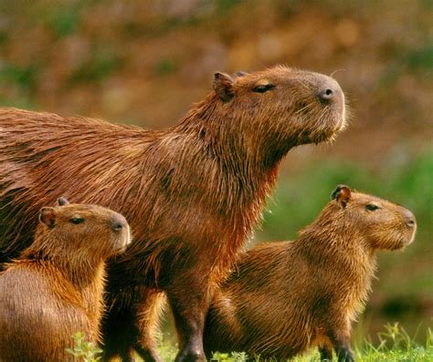 Capybaras Reader