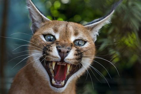 Caracal: Nature's Elusive Feline Amidst the Urban Jungle of Chicago