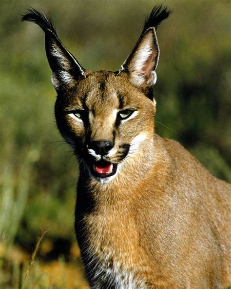 Caracal: The Elusive Desert Lynx