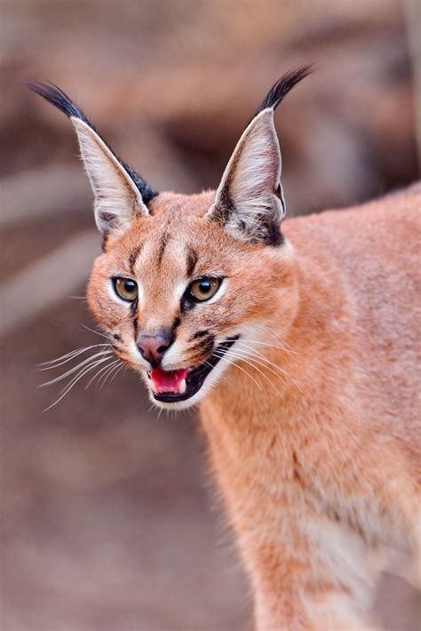 Caracal Cats: A Majestic Addition to Chicago's Urban Wildlife