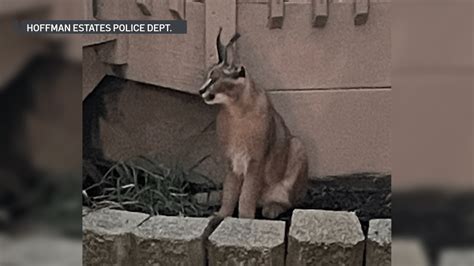 Caracal Cats in Chicago: A Guide for City Dwellers