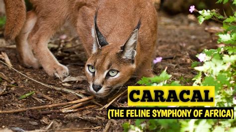 Caracal Characteristics: A Symphony of Power and Grace