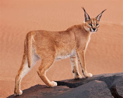 Caracal cat