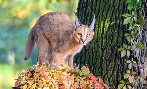 Caracals: Bringing the Wild into the Heart of Chicago