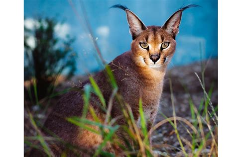 Caracals in Chicago