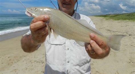 Características Únicas do Betara Peixe