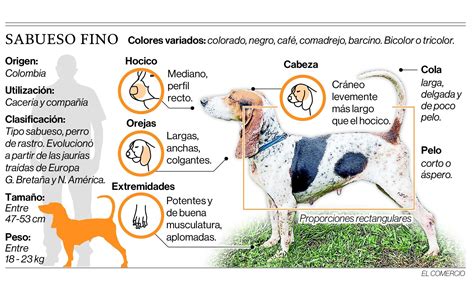 Características Morfológicas