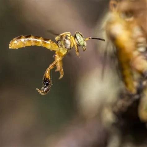 Características da Abelha Jataí