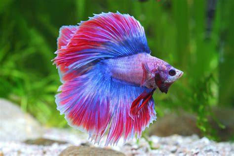 Características do Betta Splendens