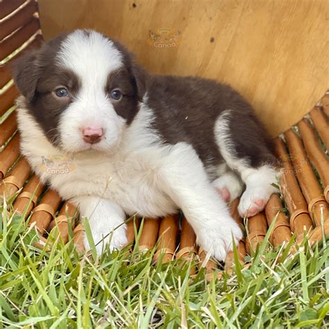 Características do filhote de Border Collie