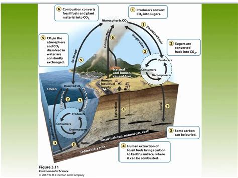 Carbon Cycle Apes: A Comprehensive Overview of Humans' Role in the Carbon Cycle