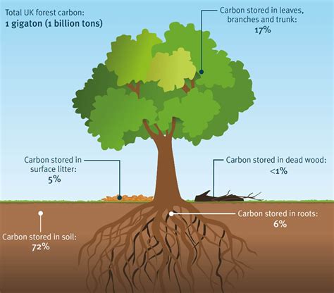 Carbon Sequestration in Community Forest System A Case Study from Kusunde Community Forest PDF