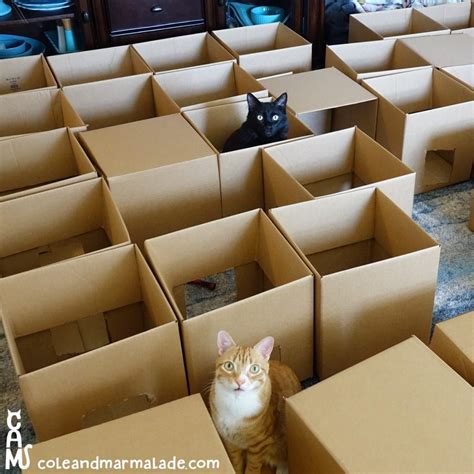 Cardboard Box Cats: An Enduring Love Affair