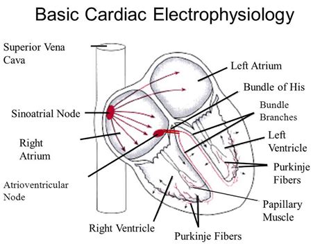 Cardiac Electrophysiology PDF