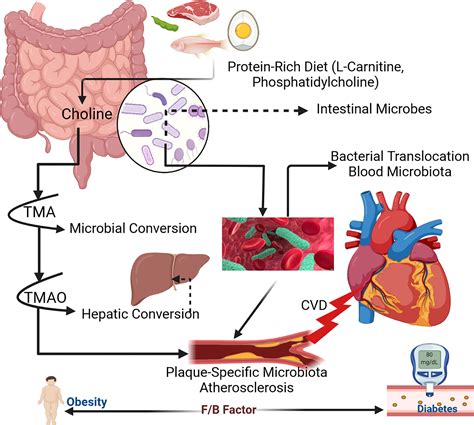Cardiac Metabolism in Health and Disease Kindle Editon