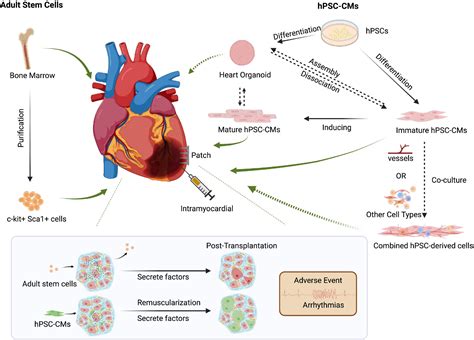 Cardiac regeneration: