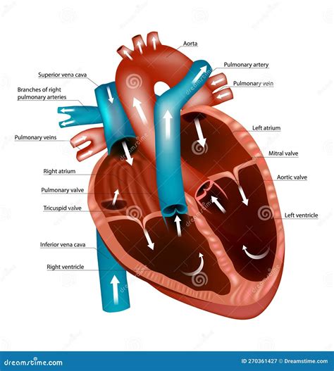 Cardiopulmonary Anatomy & Physiology 5th Edition Reader