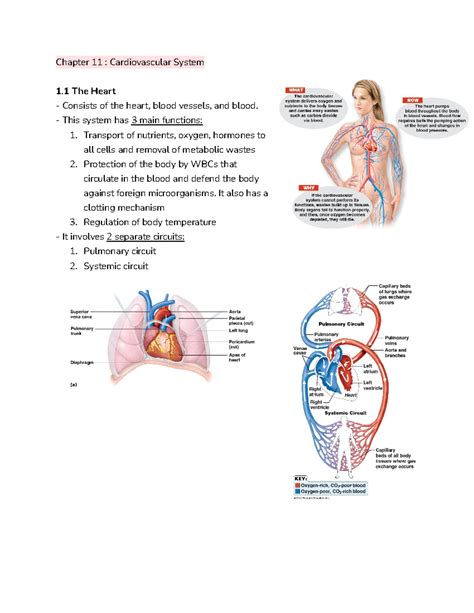 Cardiovascular System Chapter 11 Answer Key Epub