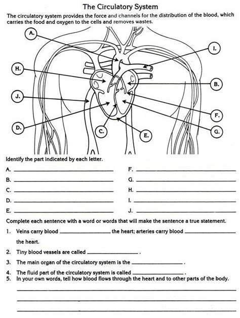 Cardiovascular System Supplementary Answers Doc