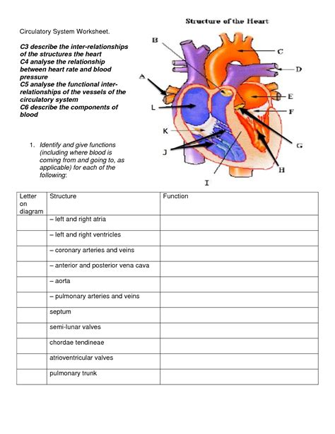 Cardiovascular System The Heart Worksheet Answers Doc